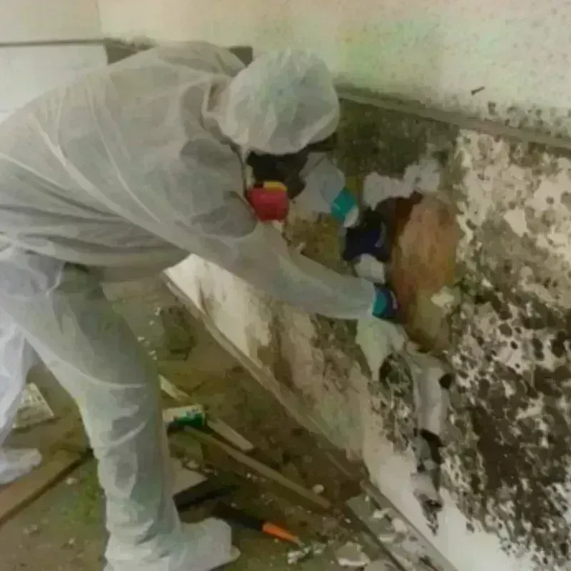 Mold Remediation and Removal in Loogootee, IN